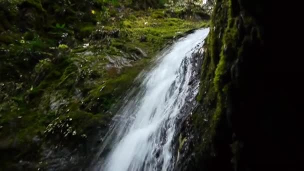 Waterfall in Deep Forest — Stock Video