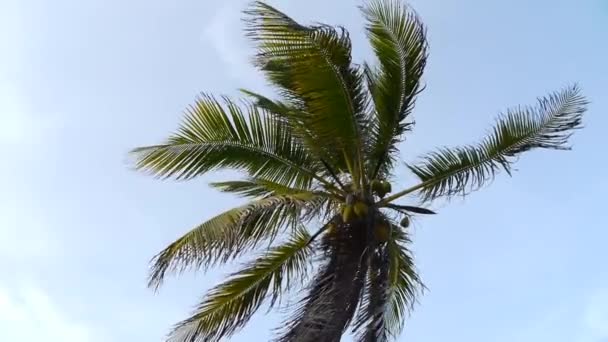 Palmier tropical — Video