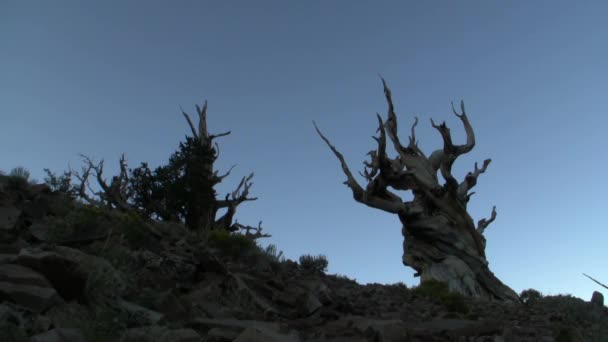 Oude bristlecone pine tree — Stockvideo