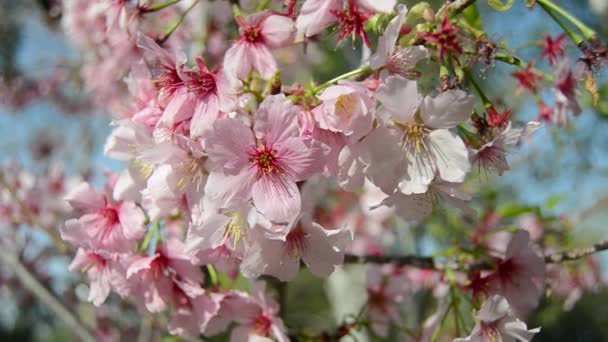 Flores de cereja sakura — Vídeo de Stock