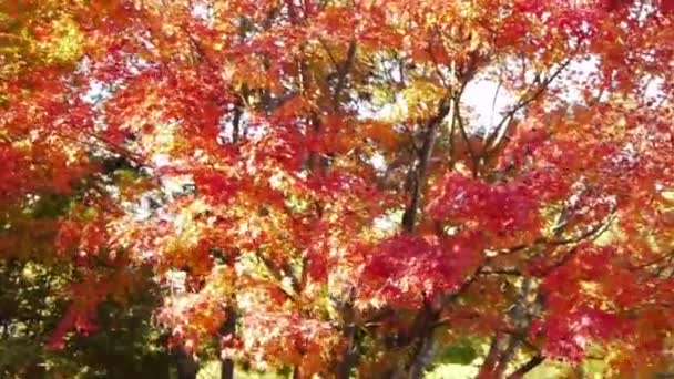 Японские кленовые деревья — стоковое видео
