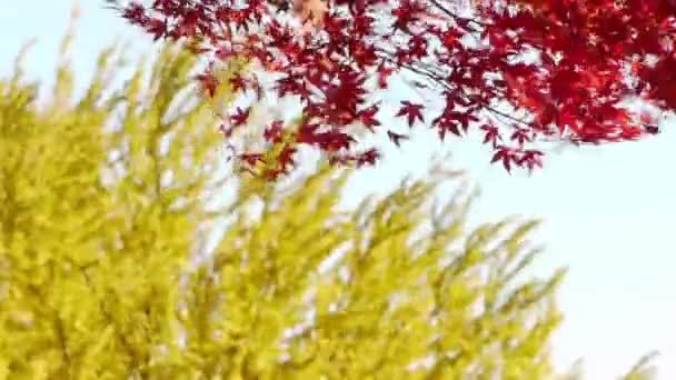 Árboles japoneses de arce y ginkgo — Vídeo de stock