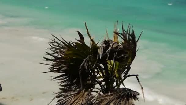 Palm boom en tropisch strand — Stockvideo