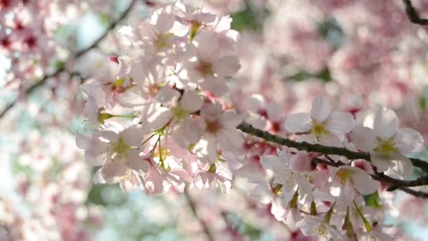 Sakura-Kirschblüten — Stockvideo