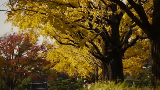 Gelber ginkgobaum in japan — Stockvideo