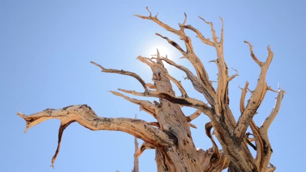 Ancient Bristlecone Pine Tree — Stock Video