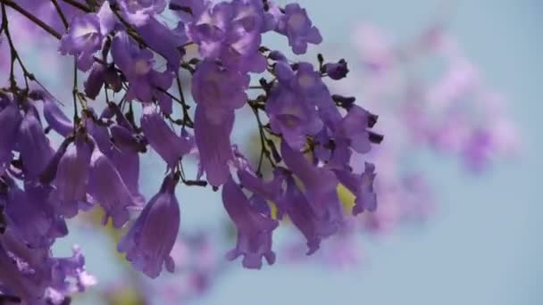 Jacaranda boom — Stockvideo