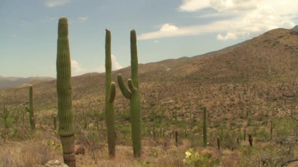 Gigantisk kaktus — Stockvideo