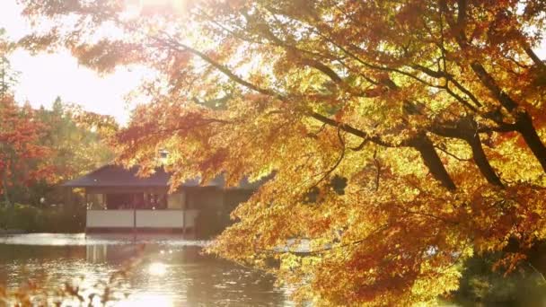 Japanischer Ahorn über Teich — Stockvideo