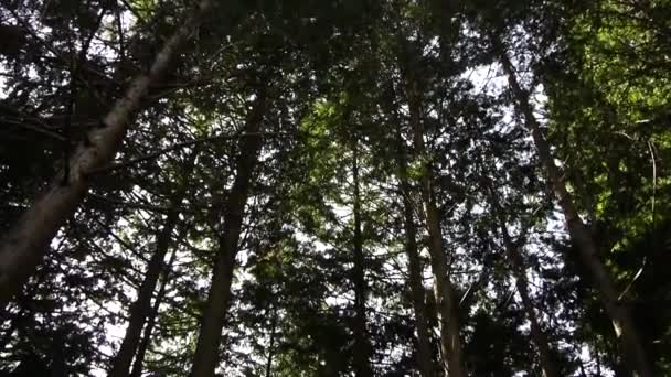 Forêt profonde 