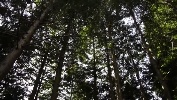 Tiefer Wald — Stockvideo