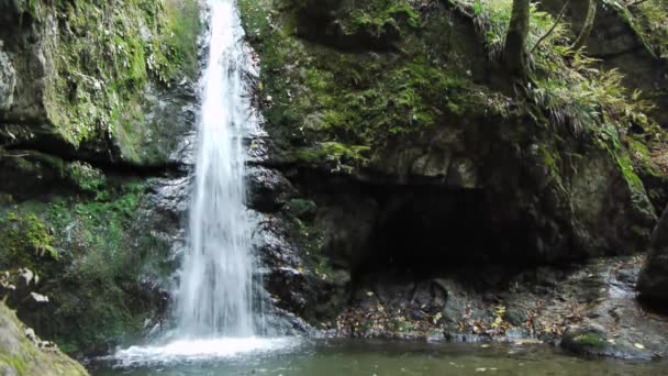 Vattenfall i djupa skogen — Stockvideo