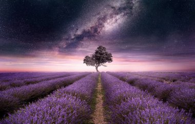 Geceleri gökyüzü yıldızlarla dolu mor çiçeklerle dolu bir lavanta tarlası. Fotoğraf bileşimi.