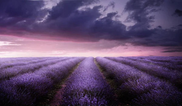 夏には夕暮れ時に美しい紫色のラベンダー畑 イギリスの花畑風景 — ストック写真