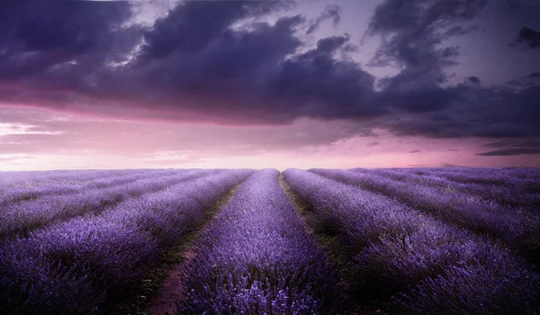 Beau Champ Lavande Fleurs Violettes Été Crépuscule Paysage Champs Fleurs — Photo