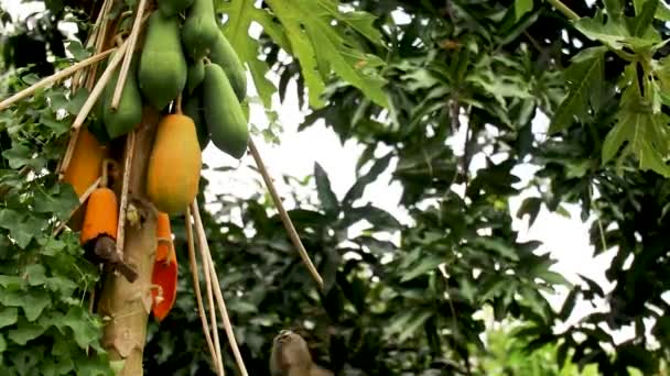 黄色い通気性のブルブル鳥は木の上でパパイヤを熟す食べます。東Pycnotus goiavier,東南アジアの居住者育種家.果実や小さな果物を食べる — ストック動画