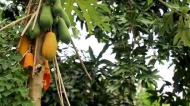Güzel tropikal kuş bir ağaçta papaya yer. Bali, Endonezya. Ağaçta Papaya Yiyen Kuşlar, Orta, Düşük Açı Görünümü