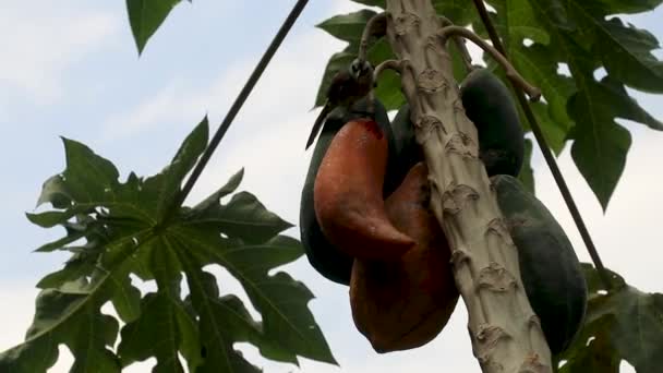 Uccello bulbul ventilato giallo orientale volare a mangiare papaya. Pycnonotus goiavier bulbul a sfiato giallo — Video Stock