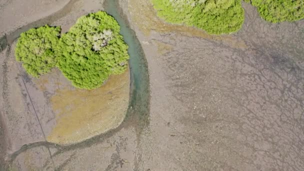 インドネシアの西バリで夏の間、高密度のマングローブの木と低潮の沼。空中ドローンショット — ストック動画