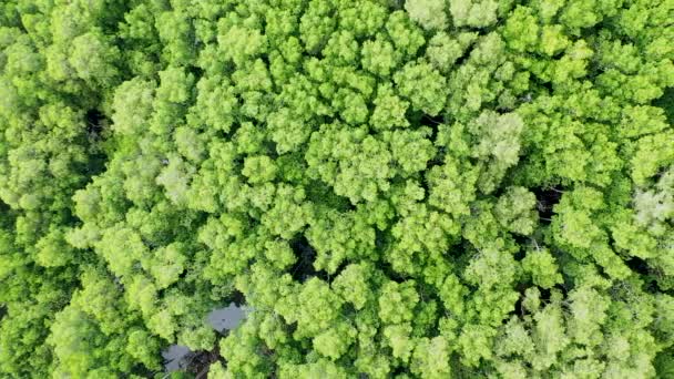 Mangrove bos bovenaanzicht. Luchtfoto van boven naar beneden. — Stockvideo