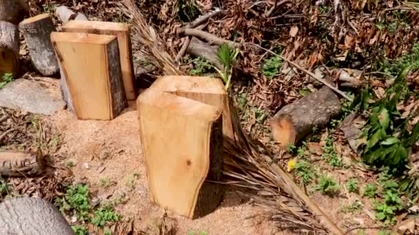 Vigas de madera aproximadamente trabajadas de un árbol de mango talado. Vigas cubiertas de serrín yacen en el suelo en una selva tropical en Bali, Indonesia — Vídeos de Stock