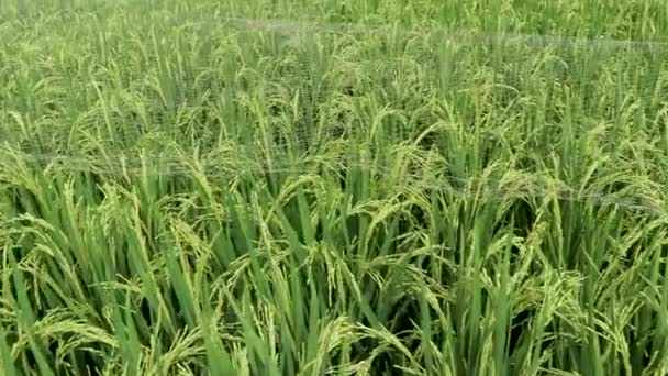 Cerca de la oreja de arroz balanceándose por el viento en arroz con cáscara. Hom Mali campo de arroz situado en el campo de Tailandia. Oreja madura de arroz para ser cosechada pronto. Hom Mali grano en el concepto de campo de arroz — Vídeo de stock