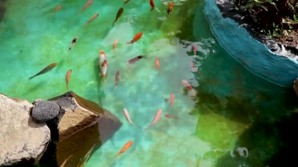 Un estanque Koi lleno de peces situado en un hermoso jardín. Coi y peces dorados nadando alrededor de almohadillas de lirio en el estanque — Vídeos de Stock