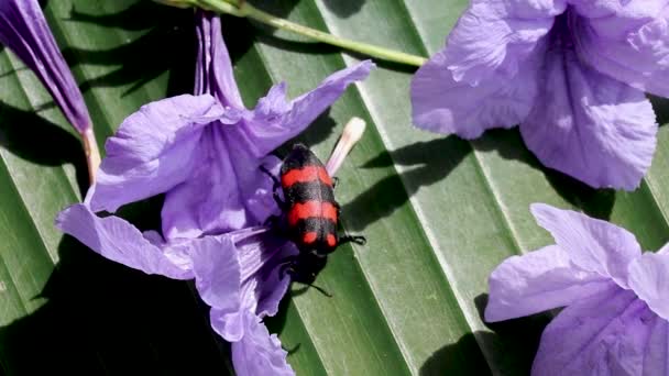 Linsenbaumkäfer Marienkäfer rote Farbe frisst Blume. Ein schwarz-roter Käfer ruht auf Unkraut — Stockvideo