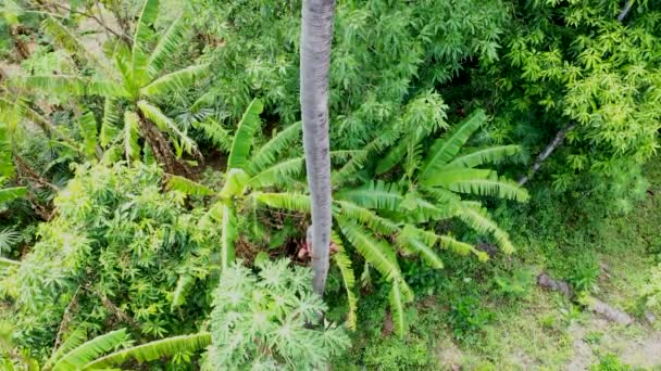 Skicklig modig lokal man sitter på speciell pinne och nicks i palm trunk för att slå ner mot palmblad — Stockvideo