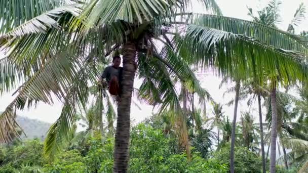 Beklimmen van de palmboom voor het snoeien van de palmbladeren in 4k — Stockvideo