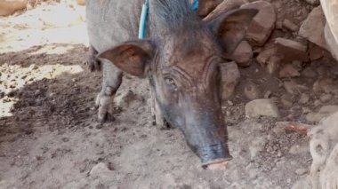 Sığınağın altına bağlanmış siyah domuza yaklaş.