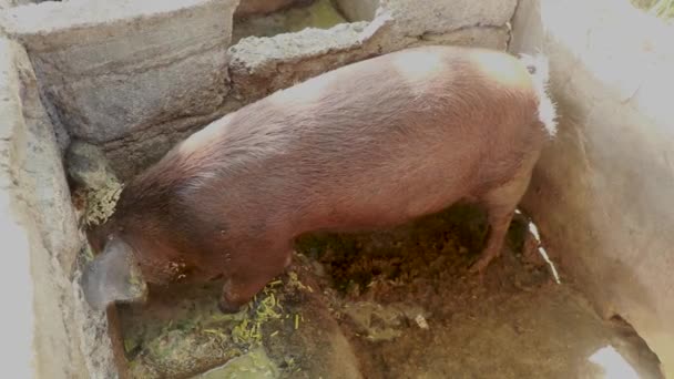 El cerdo de engorde come de un abrevadero de piedra. Primer plano de un cerdo comiendo comida en un corral. Un cerdo en una granja local — Vídeos de Stock