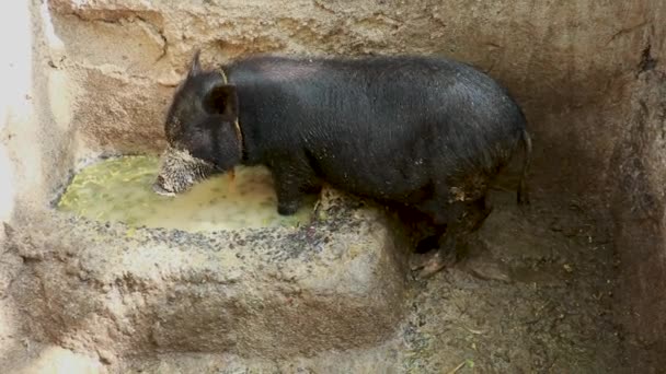 Vietnamees varken eet van een stenen trog in een stal. Leuk varken dat op de grond eet — Stockvideo