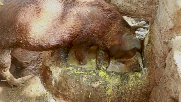 Mestvarken eet van een stenen trog. Close-up van een varken dat voedsel eet in een hok. Een varken op een lokale boerderij — Stockvideo