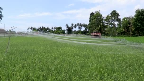 Τα σπουργίτια τρώνε ρύζι σπορόφυτο που προσπαθεί να προστατεύσει με καθαρό στο πεδίο paddy μπλε — Αρχείο Βίντεο