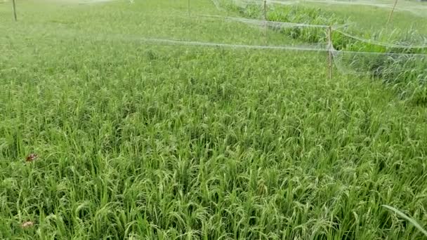 Arka plan görünümü pirinç taze yeşil yaprakları ile çeltik güzel sağlık alanları büyüyen kapalı genç sulu yeşil ateş. Bali, Endonezya. geleneksel teraslar görünümü. yeni alan sağlıklı iş — Stok video