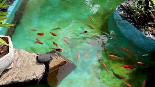 Koi peces nadando en el estanque con colorida y hermosa vista de la naturaleza — Vídeos de Stock