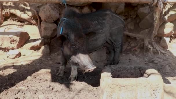 Porcos com barriga de panela vietnamitas numa quinta — Vídeo de Stock