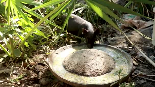 Vietnam svart liten gris äter från järnskålen — Stockvideo