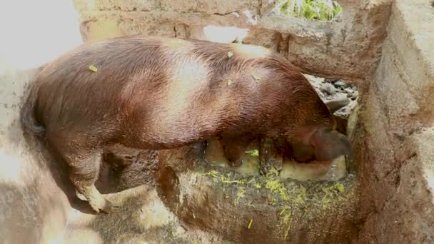 El cerdo de engorde come de un abrevadero de piedra. Primer plano de un cerdo comiendo comida en un corral. Un cerdo en una granja local — Vídeo de stock