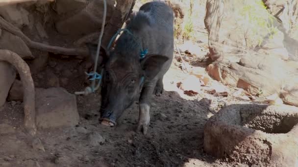 Drôle de cochon noir devant la caméra. Animaux de ferme, porcherie, porcherie. Mammifère. Le concept de médecine vétérinaire, agro, élevage — Video