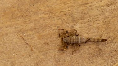 Ormanda ölü bir akrebi yiyen karıncalar