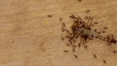 Birlik Kırmızı Karıncalar yiyecek için birbirlerine yardım ederler. Akrep kırmızı bir karınca tarafından ısırıldı ve kırmızı karınca için yem olmak üzereydi.