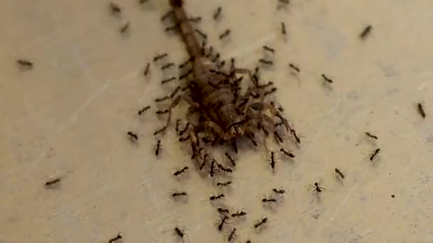 Unity red ants help each other hunt prey for food. The scorpion was bitten by a red ant and was about to become food for the red ant — Stockvideo