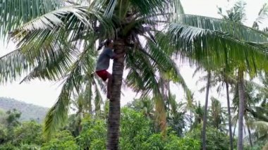 Hindistan cevizi ağacının tepesinde bir adam tırpanla ağacı buduyor.