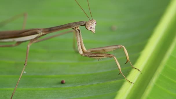 Close-up footage of Jeweled Flower Mantis, Creobroter gemmatus having a big meal on nature green background — Stockvideo