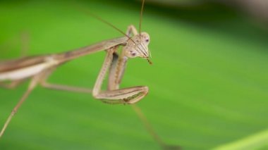 Yırtıcı peygamber devesi bir kelebek yiyor. Avrupa peygamber devesi dini