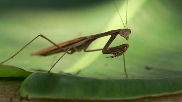 Praying manthis resting on green leaves — стоковое видео