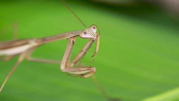 Крупный план съемки Jeweled Flower Mantis, Creobroter gemmatus с большим количеством еды на зеленом фоне природы — стоковое видео