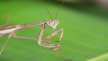 Yırtıcı peygamber devesi bir kelebek yiyor. Avrupa peygamber devesi dini